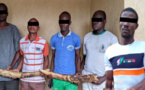 TRAFIC D’IVOIRE : Un Sénégalais arrêté au Togo