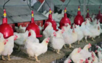 Hausse du prix de l'aliment de volaille : Les aviculteurs expriment leur désarroi