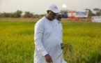Autosuffisance en riz : Après les échecs de 2017 et 2019, Macky fixe une nouvelle date...