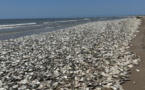 États-Unis : des milliers de poissons retrouvés morts au Texas en raison de la chaleur...