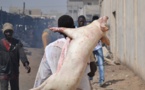 Sandiara : La gendarmerie "neutralise" un gang de voleurs de porcs