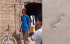 Vélingara : Un Serpent dans une salle de classe sème la terreur au lycée de Kounkané