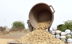 Campagne arachidière : la SONACOS  doit plus de 2 milliards aux OPS de la région de Ziguinchor