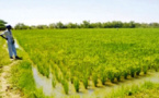 8 mars : Focus sur les productrices de riz dans Fouladou