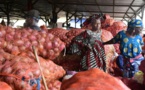 Les producteurs d'Oignons de Thiès face à la pression de l'Offre et la baisse des prix