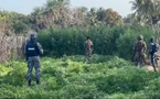 Île Karones : Les militaires démantèlent des plantations de chanvre indien