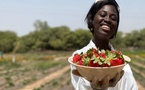 Souveraineté alimentaire : une jeune Sénégalaise veut produire des fraises localement toute l’année
