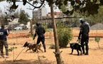 Détection, pistage, neutralisation : la cynotechnie au cœur des enjeux sécuritaires sénégalais
