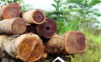 KOLDA : 16 présumés trafiquants de bois arrêtés