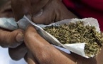 Ziguinchor : un trafic de drogue démantelé à la MAC, 20 g de chanvre dissimulés dans un pot de yaourt