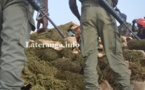 Bignona: Une opération de destruction des champs de chanvre, vire aux accrochages( Regardez)
