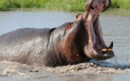 Tambacounda: l'hippopotame de retour et blesse plusieurs personnes