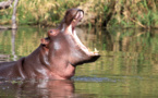 Tambacounda: Un hippopotame tue 24 personnes