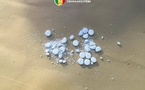Drogue ultra-puissante : le Carfentanil saisie pour la première fois au Sénégal...un suspect arrêté