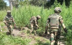 Casamance : un militaire tué lors d’une opération contre des champs de chanvre indien (DIRPA)