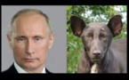 Ukraine: Un chien assassiné par les services secrets russes pour sa ressemblance à Poutine