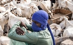 Tabaski 2026 : plus de 143 000 moutons invendus sur le marché national
