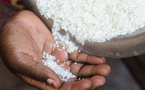 Contamination du riz : l’ITA apporte des éclaircissements sur les analyses d’aflatoxine