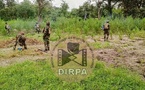 Bignona : sept champs de chanvre indien détruits, deux individus interpellés à Sindian