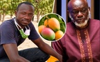 Après l’alerte de Bassoum sur le projet SM10 Agro, Youssouph Diatta réplique : « La Casamance dispose de variétés de mangues adaptées à la transformation »