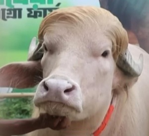 Au Bangladesh, un buffle surnommé « Donald Trump » devient viral