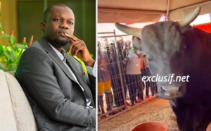 Devant Ousmane Sonko, regardez la réaction de ce taureau (Vidéo)