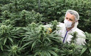 Allemagne: le Parlement légalise le cannabis récréatif...