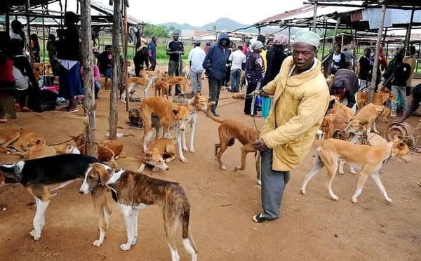 Commerce de viande de chien : un sujet brûlant au Nigeria