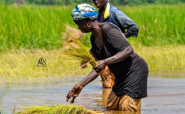 Sénégal : et si les femmes rurales détenaient la clé de la souveraineté alimentaire ?
