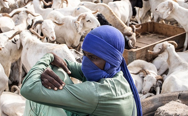 Tabaski 2026 : plus de 143 000 moutons invendus sur le marché national