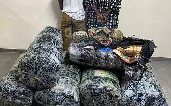 Trafic de drogue : plus de 300 kg de chanvre indien saisis à Thiaroye, deux suspects arrêtés