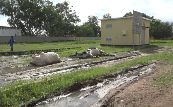 Ziguinchor : deux vaches électrocutées, les éleveurs accusent la Senelec de négligence