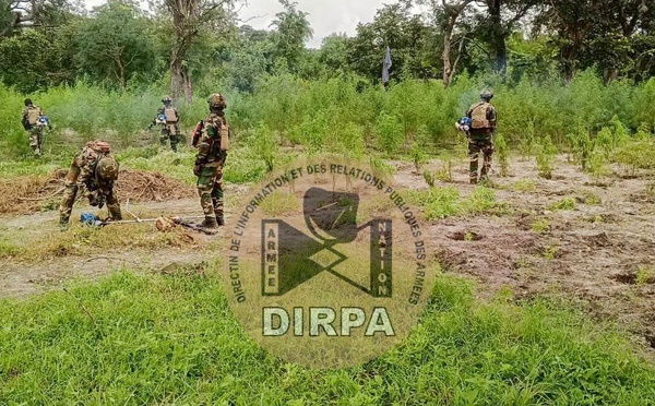 Bignona : sept champs de chanvre indien détruits, deux individus interpellés à Sindian