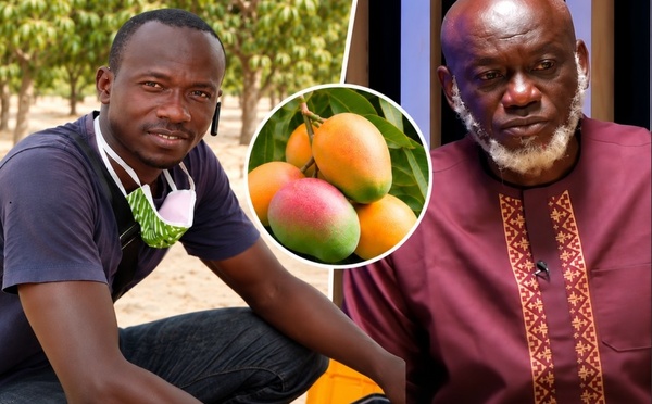 Après l’alerte de Bassoum sur le projet SM10 Agro, Youssouph Diatta réplique : « La Casamance dispose de variétés de mangues adaptées à la transformation »