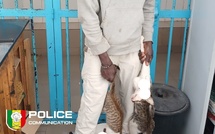 Vente de viande de chat : un individu arrêté à Dakar