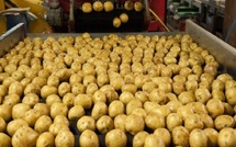 Belgique : surproduction, les pommes de terre ne valent plus rien