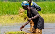 Sénégal : et si les femmes rurales détenaient la clé de la souveraineté alimentaire ?