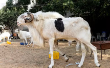 Tabaski : le Sénégal enregistre 390 350 moutons à 21 jours de la fête