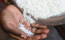 Contamination du riz : l’ITA apporte des éclaircissements sur les analyses d’aflatoxine