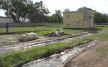 Ziguinchor : deux vaches électrocutées, les éleveurs accusent la Senelec de négligence