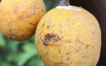 Patrimoine : le « Madd » de Casamance décroche une reconnaissance internationale