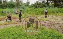 Bignona : sept champs de chanvre indien détruits, deux individus interpellés à Sindian