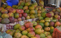 Casamance : Sadio Mané mise près de 12 milliards FCFA sur la mangue