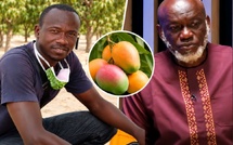 Après l’alerte de Bassoum sur le projet SM10 Agro, Youssouph Diatta réplique : « La Casamance dispose de variétés de mangues adaptées à la transformation »